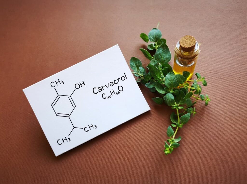 Carvacrol und Thymoquinon als natürliche Wirkstoffe aus Oregano und Schwarzkümmel für den Darm